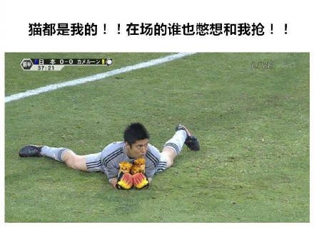 把世界杯换成吸猫现场！这套表情包让斗图秒变撸猫现场