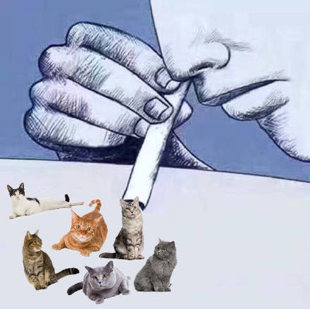 吸猫爱好者集合！这套喵星人表情包太上头了