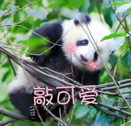 快收下这套熊猫头表情包！