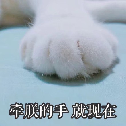 存好这套猫咪表情包，开启你的吸猫斗图之旅