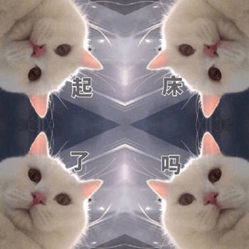 猫咪喊起床表情包合集来啦