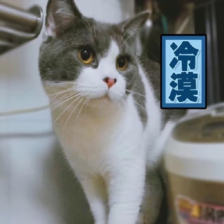 存好这套猫咪表情包，开启你的吸猫斗图之旅