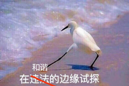 海鸥沙滩试探表情包合集来啦
