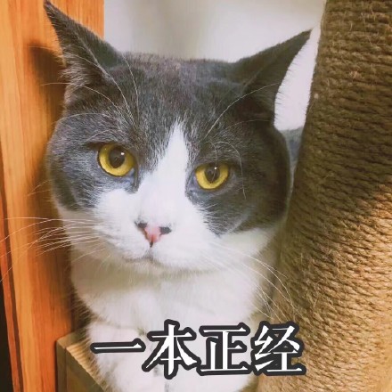 存好这套猫咪表情包，开启你的吸猫斗图之旅