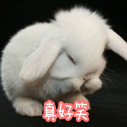 适合仙女用的小兔几表情包来啦
