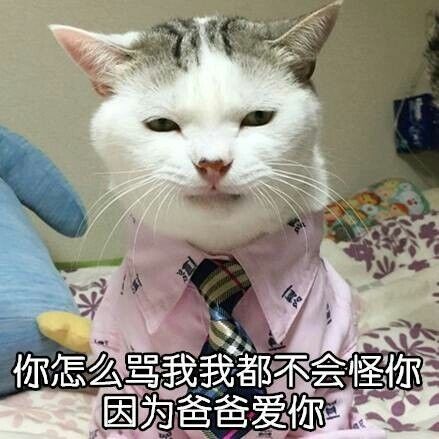 自带大哥气场的猫咪表情包来啦