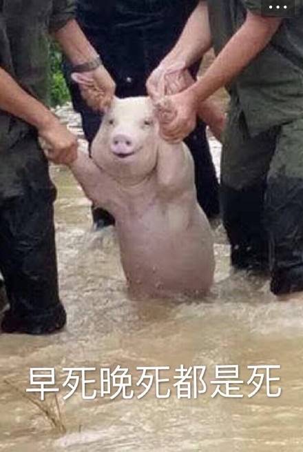 这只网红小猪火了，被做成表情包刷爆聊天框