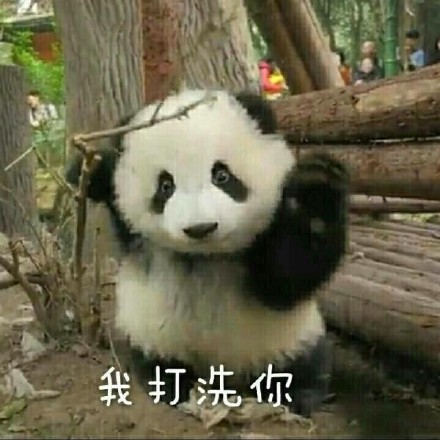 大熊猫系列表情包合集