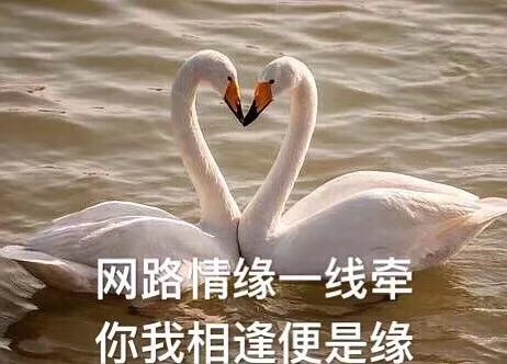 11月6日热门表情包合集