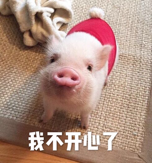 超萌猪猪表情包合集，聊天斗图用得上！