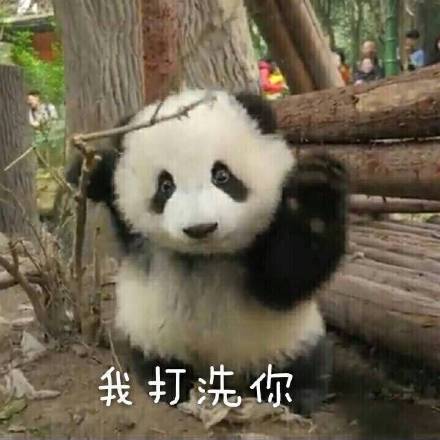快收下这套熊猫头表情包！