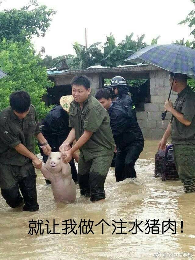 这只网红小猪火了，被做成表情包刷爆聊天框