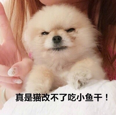 聊天斗图别输！这套汪星人表情包太好用了