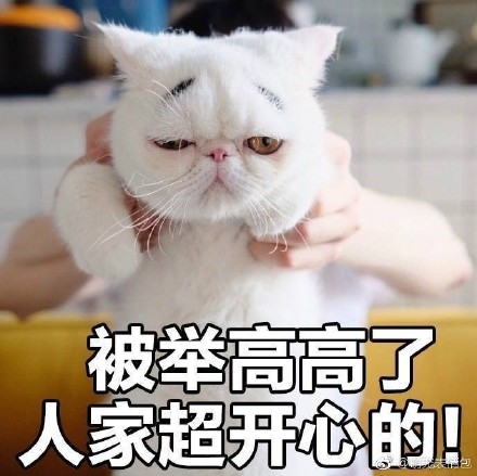 “我没有不开心”的喵咪丧气表情包来啦