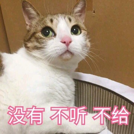 谁懂啊！这组猫咪表情包萌到心化