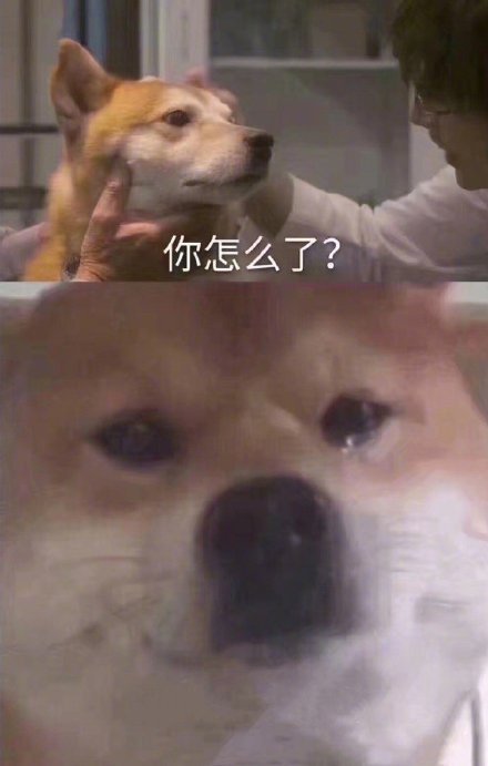 「你怎么了？柴犬流泪」系列表情包来啦