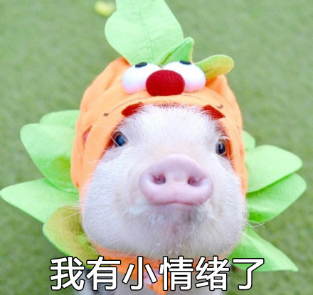 超萌猪猪表情包合集，聊天斗图用得上！