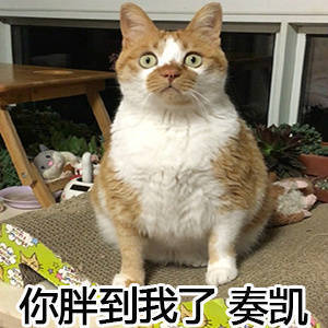 猫咪表情包合集，直接拿去用