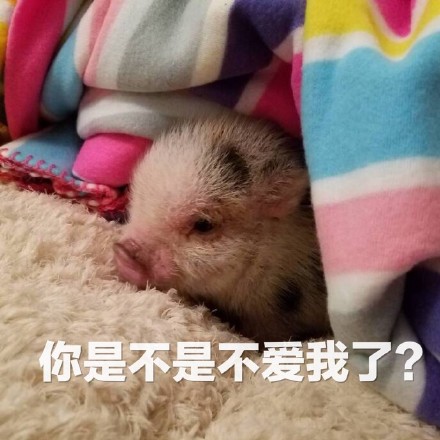 超萌猪猪表情包合集，聊天斗图用得上！