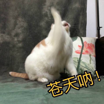 吸猫爱好者集合！这套喵星人表情包太上头了