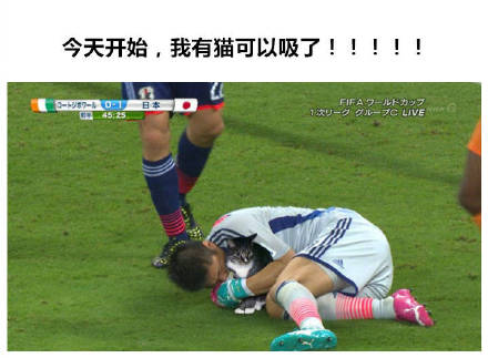 把世界杯换成吸猫现场！这套表情包让斗图秒变撸猫现场