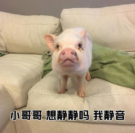 女生主动搭话男生的表情包合集来了