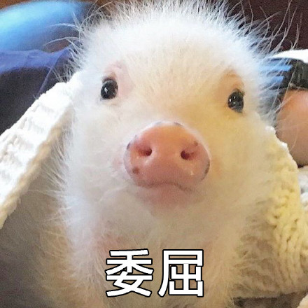 超萌猪猪表情包合集，聊天斗图用得上！