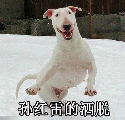 聊天斗图别输！这套汪星人表情包太好用了