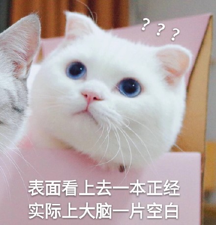 铲屎官集合！软萌猫咪表情包来啦，快一起吸猫