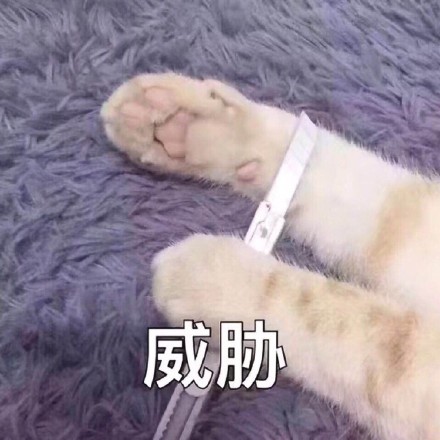铲屎官狂喜！这套猫咪表情包我先存为敬