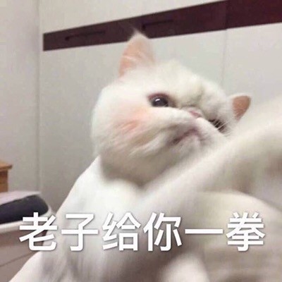 这套猫咪表情包太上头！爱吸猫的快存