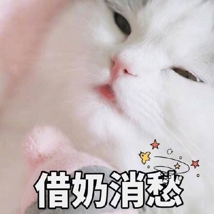 快来看！这套猫咪斗图表情包太适合吸猫了
