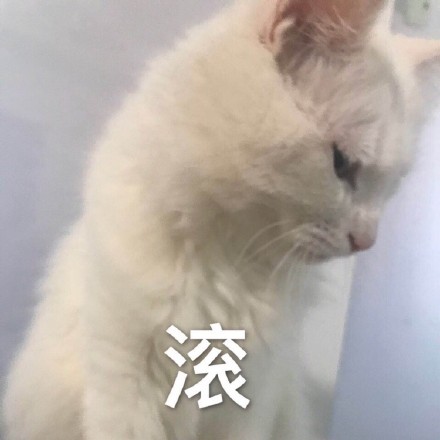 铲屎官狂喜！这套猫咪表情包我先存为敬