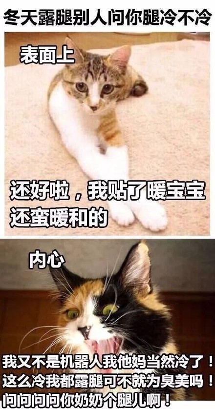 “是本人了”系列表情包火了！这套猫咪内涵表情太真实