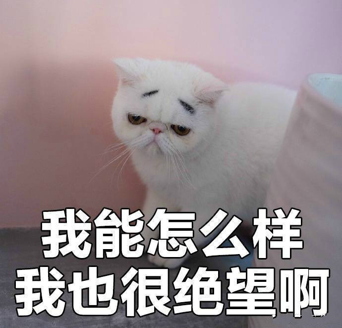 “我没有不开心”的喵咪丧气表情包来啦