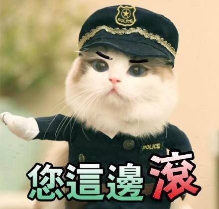 快来看！这套猫咪斗图表情包太适合吸猫了
