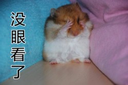 超萌仓鼠表情包合集来啦