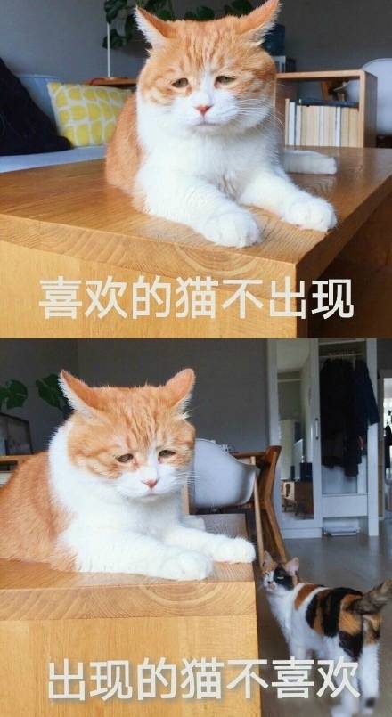 全网爆火的喵星人表情包，个个都是戏精本精
