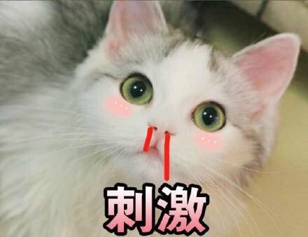 快来看！这套猫咪斗图表情包太适合吸猫了
