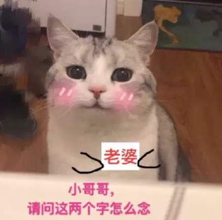 这套萌猫表情包，看完直接完成日常吸猫KPI