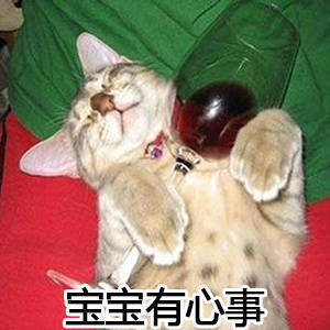 猫咪表情包合集，直接拿去用