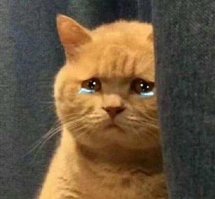 这波猫咪表情包太治愈！快存下来一起吸猫