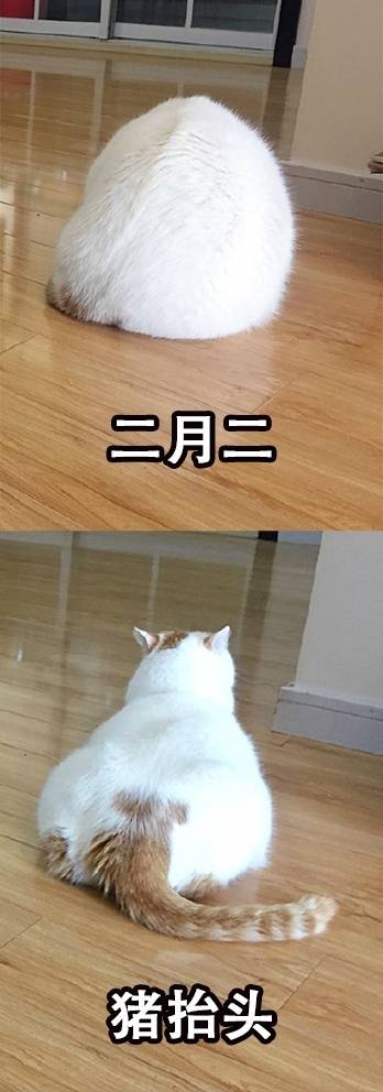 全网爆火的喵星人表情包，个个都是戏精本精