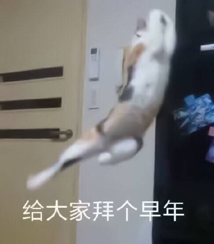 2月5日斗图表情包精选合集