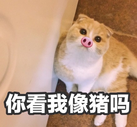 挖到一套软萌小猪喵表情包
