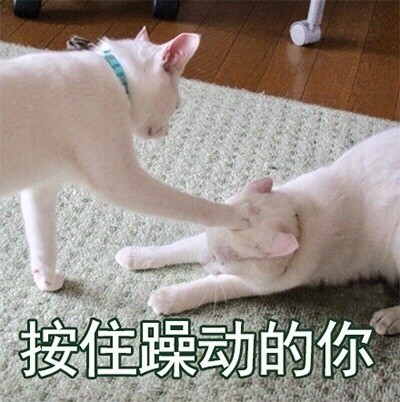 喵星人可爱表情包合集，快进来吸猫