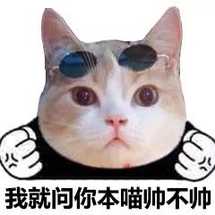 救命！这套猫咪头表情包也太萌了吧