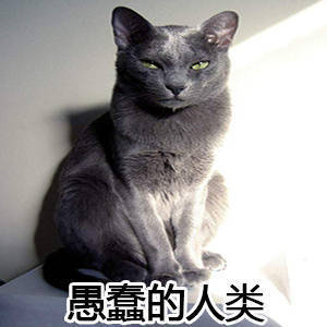 猫咪表情包合集，直接拿去用