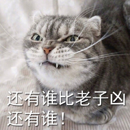 这组猫咪吐舌凶表情包，看完直接笑到打鸣