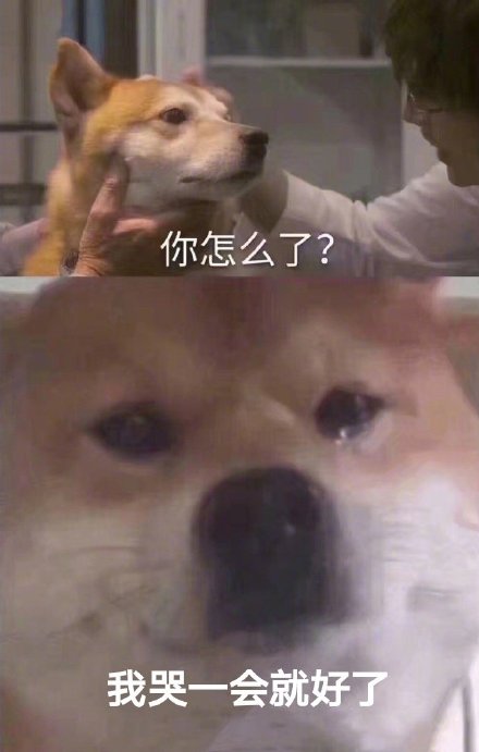 「你怎么了？柴犬流泪」系列表情包来啦